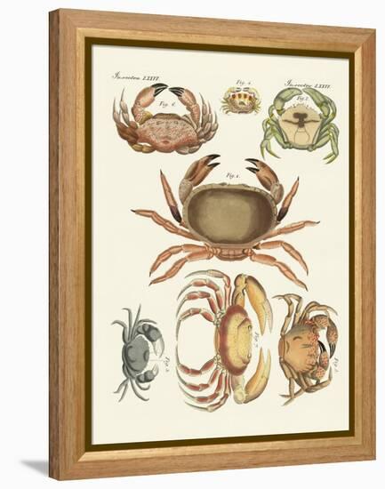 Different Kinds of Crabs-null-Framed Premier Image Canvas
