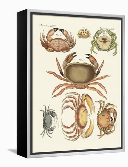 Different Kinds of Crabs-null-Framed Premier Image Canvas