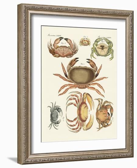 Different Kinds of Crabs-null-Framed Giclee Print