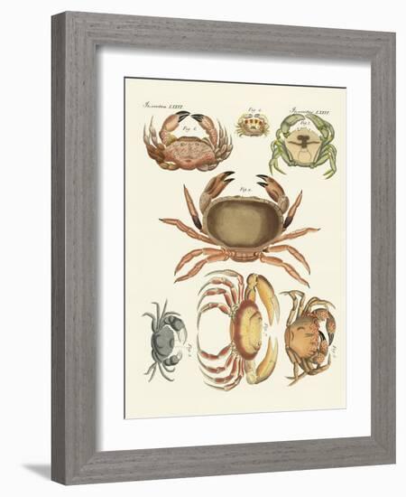 Different Kinds of Crabs-null-Framed Giclee Print