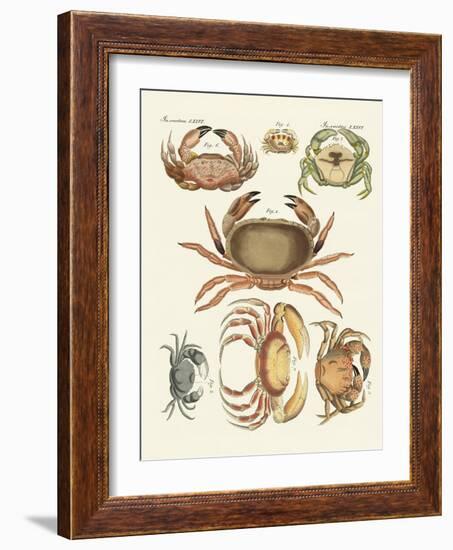 Different Kinds of Crabs-null-Framed Giclee Print