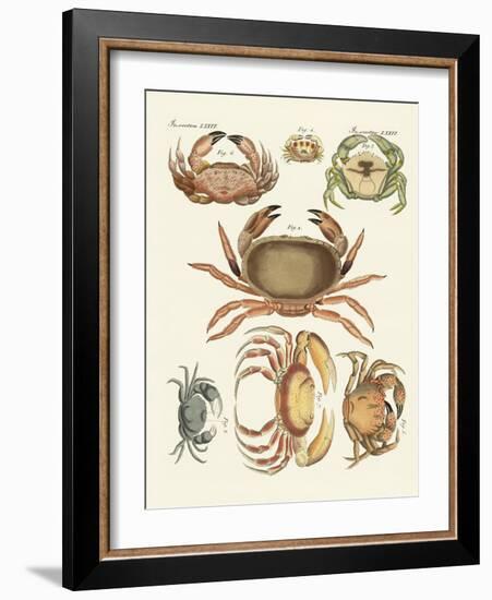 Different Kinds of Crabs-null-Framed Giclee Print