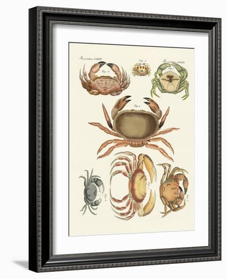 Different Kinds of Crabs-null-Framed Giclee Print