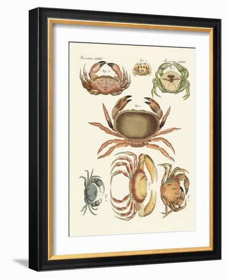 Different Kinds of Crabs-null-Framed Giclee Print