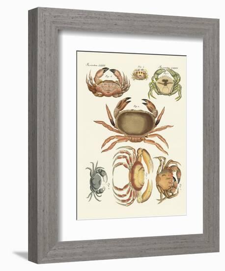 Different Kinds of Crabs--Framed Giclee Print