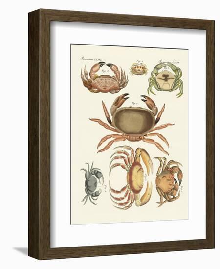 Different Kinds of Crabs-null-Framed Giclee Print