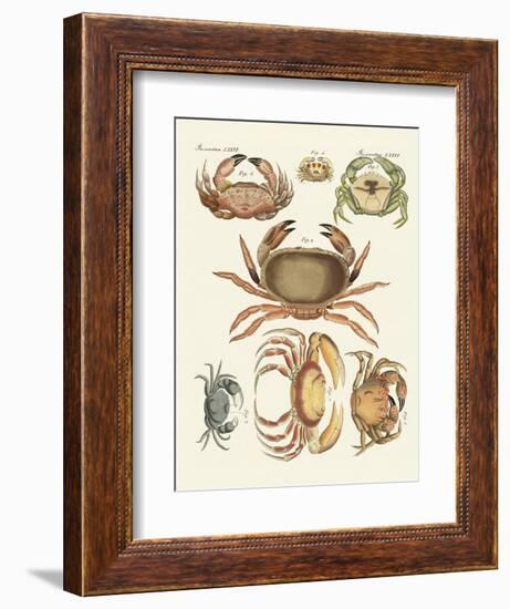 Different Kinds of Crabs-null-Framed Giclee Print