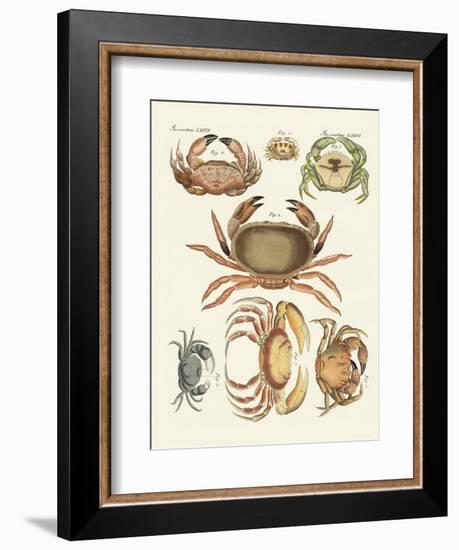 Different Kinds of Crabs-null-Framed Giclee Print