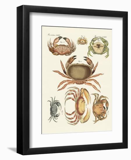 Different Kinds of Crabs-null-Framed Giclee Print