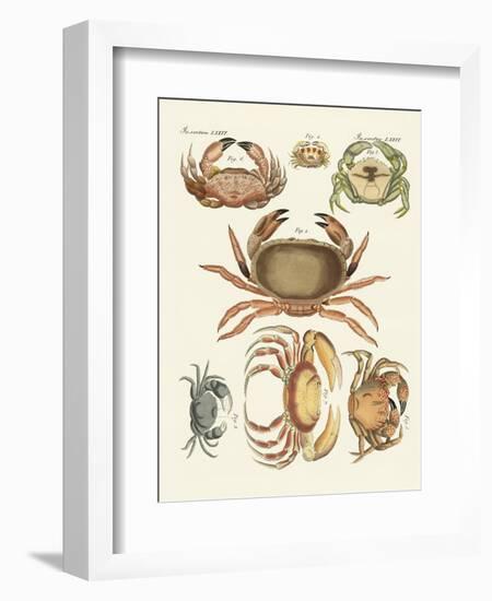 Different Kinds of Crabs--Framed Giclee Print