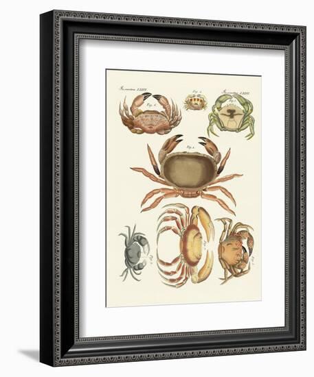 Different Kinds of Crabs-null-Framed Giclee Print