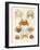 Different Kinds of Crabs-null-Framed Giclee Print