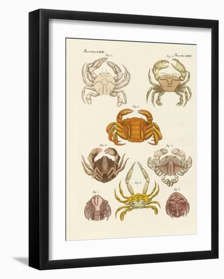 Different Kinds of Crabs-null-Framed Giclee Print