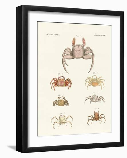 Different Kinds of Crabs-null-Framed Giclee Print