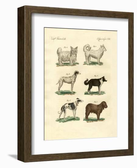 Different Kinds of Dogs-null-Framed Giclee Print