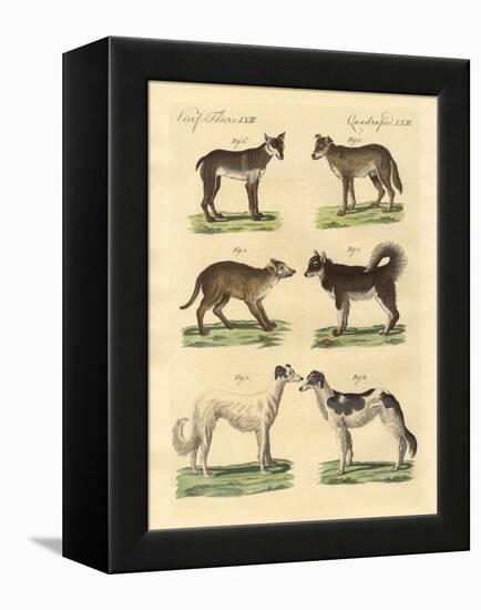 Different Kinds of Dogs-null-Framed Premier Image Canvas
