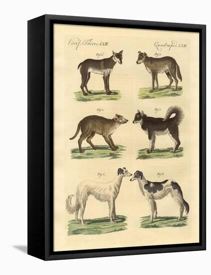 Different Kinds of Dogs-null-Framed Premier Image Canvas