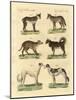 Different Kinds of Dogs-null-Mounted Giclee Print