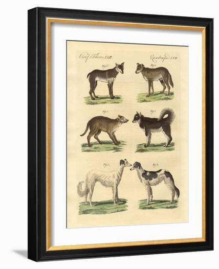 Different Kinds of Dogs-null-Framed Giclee Print