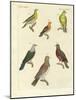Different Kinds of Exotic Pigeons-null-Mounted Giclee Print