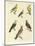 Different Kinds of Exotic Pigeons-null-Mounted Giclee Print