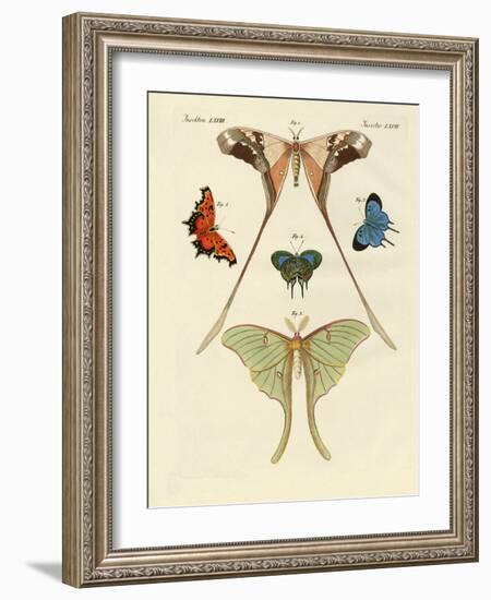 Different Kinds of Foreign Butterflies-null-Framed Giclee Print