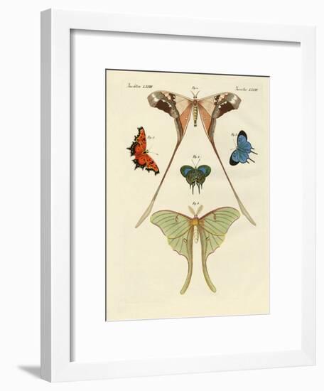 Different Kinds of Foreign Butterflies-null-Framed Giclee Print