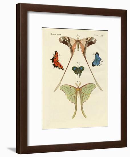 Different Kinds of Foreign Butterflies-null-Framed Giclee Print