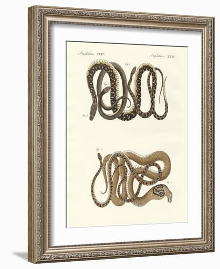 Different Kinds of Foreign Colubrids-null-Framed Giclee Print