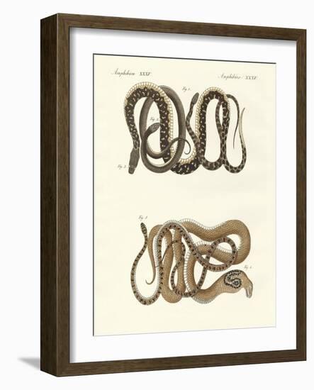 Different Kinds of Foreign Colubrids-null-Framed Giclee Print