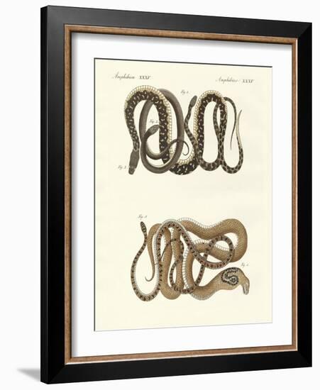 Different Kinds of Foreign Colubrids-null-Framed Giclee Print