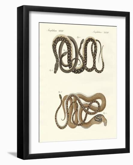 Different Kinds of Foreign Colubrids-null-Framed Giclee Print