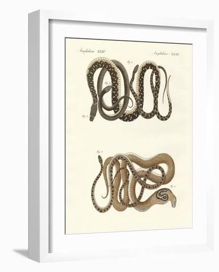 Different Kinds of Foreign Colubrids-null-Framed Giclee Print