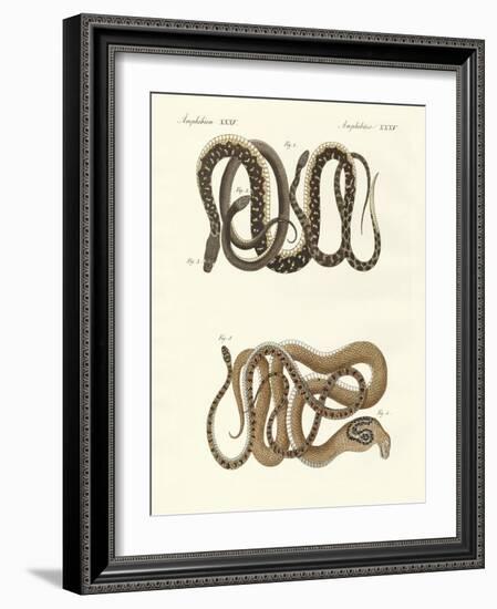 Different Kinds of Foreign Colubrids-null-Framed Giclee Print