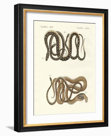 Different Kinds of Foreign Colubrids-null-Framed Giclee Print