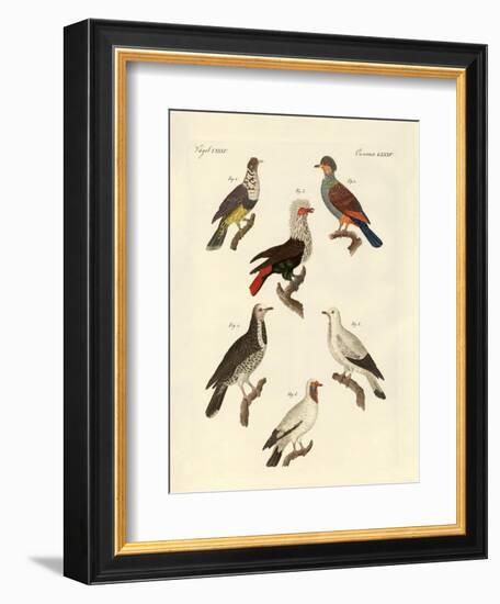 Different Kinds of Foreign Pigeons-null-Framed Giclee Print