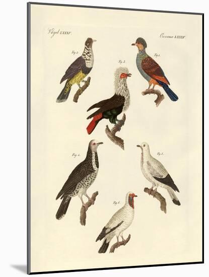 Different Kinds of Foreign Pigeons-null-Mounted Giclee Print