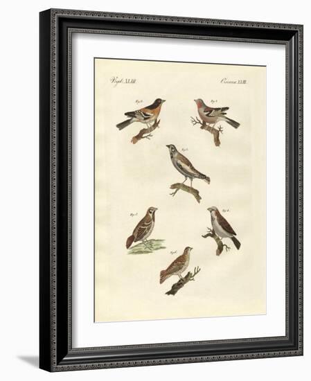 Different Kinds of Larks-null-Framed Giclee Print