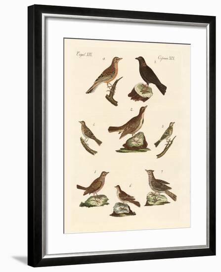 Different Kinds of Larks-null-Framed Giclee Print