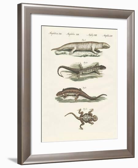 Different Kinds of Lizards-null-Framed Giclee Print