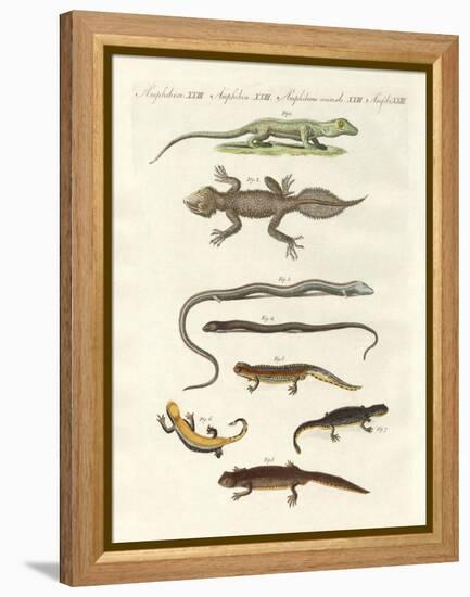 Different Kinds of Lizards-null-Framed Premier Image Canvas