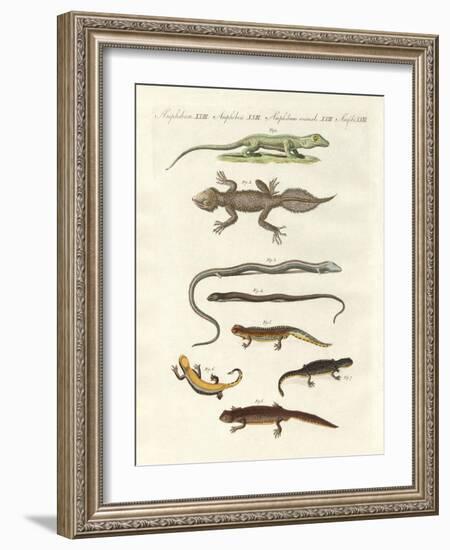 Different Kinds of Lizards-null-Framed Giclee Print