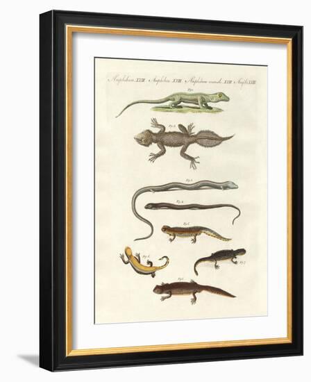 Different Kinds of Lizards-null-Framed Giclee Print