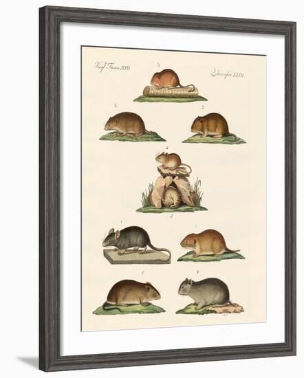 Different Kinds of Mice-null-Framed Giclee Print