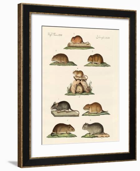 Different Kinds of Mice-null-Framed Giclee Print