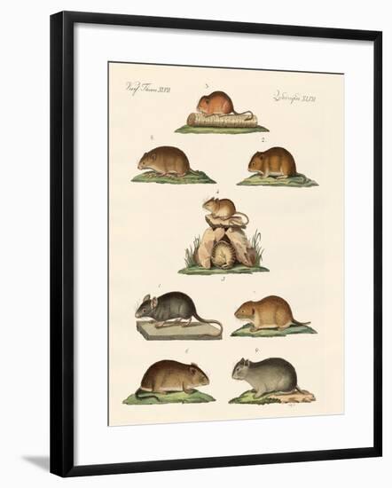 Different Kinds of Mice-null-Framed Giclee Print