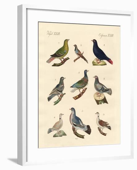 Different Kinds of Pigeons-null-Framed Giclee Print