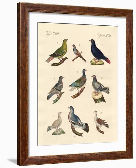 Different Kinds of Pigeons-null-Framed Giclee Print