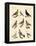Different Kinds of Pigeons-null-Framed Premier Image Canvas