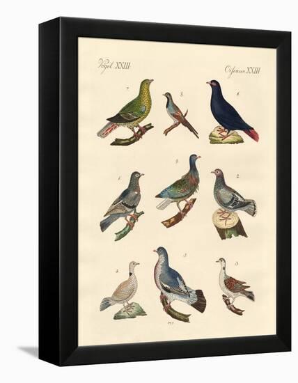 Different Kinds of Pigeons-null-Framed Premier Image Canvas